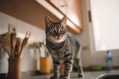 Portrait of tabby cat in a kitchen
