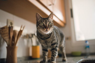 cat; kitchen; counter