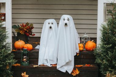 Domestic dogs dressed in ghost costume for Halloween
