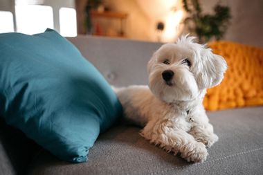 Cute Maltese dog relaxing on sofa