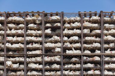 Chicken in battery cages