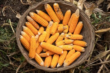Maize or corn in a basket