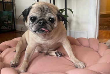 Image for No bones days are permanent now that we've lost Noodle the pug