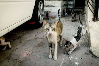 Stray Cats On The Street