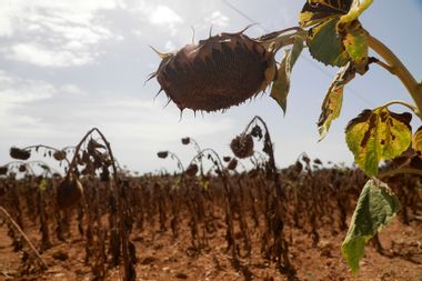 A field of half-dried sunflowers in a field during a heat wave