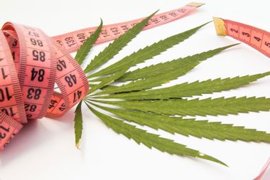 Marijuana leaves entwined with measuring tape