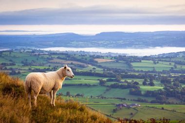 Lone sheep high above misty countryside in Monmouthshire, UK