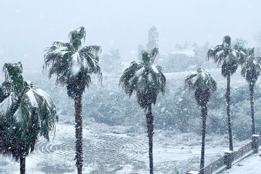 Heavy snow covers a line of palm trees near a home in Rancho Cucamonga, California