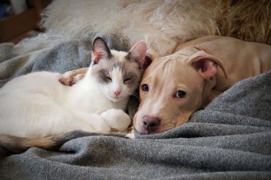 Puppy And Kitten Cuddling