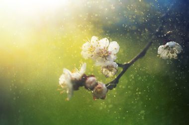 Spring blossom pollen