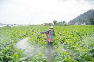 Farmer spraying pesticides at a tobacco farm