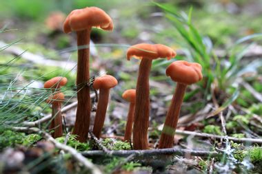 Laccaria bicolor mushrooms