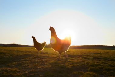 Two free-range chickens at sunrise