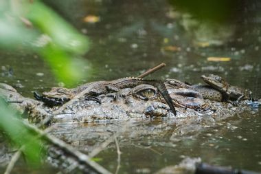 Wild saltwater crocodile babies rest on the head of their mother
