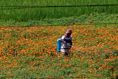 A farmer spraying pesticide on Marigold flowers in a field.