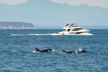 Killer Whale family with Yacht