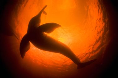 Amazon River Dolphin underwater