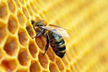 Macro photo of worker bee on honeycomb