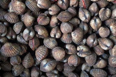 Fresh cockles clam in the market