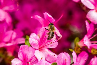 Honey Bee on azaleas