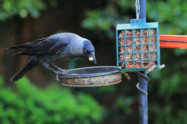 Jackdaw Crow on a Bird Feeder