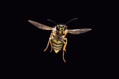 Wasp in flight