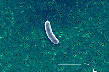 Vibrio Vulnificus Bacterium