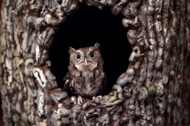 5 years-old Eastern Screech Owl