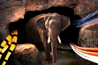 The Elephant in the cave