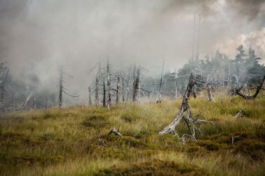 Pine trees have died and fallen killed by acid rain