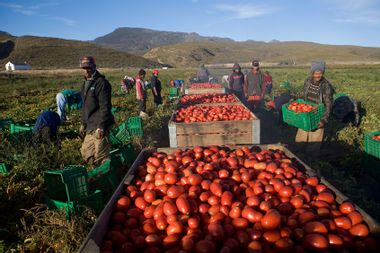 South Africa Workers Picking Tomatoes