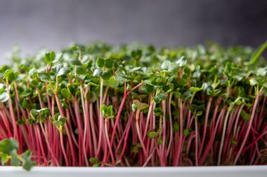 Sprouting radish microgreens