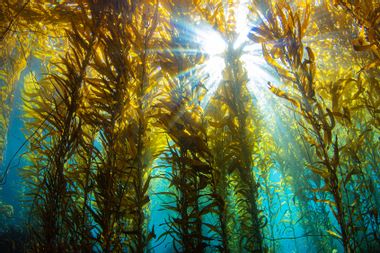Underwater Kelp Forrest