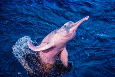 Amazon river dolphin jumps out of water