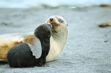 Antarctic fur seal (Arctocephalus gazella) mother holding pup