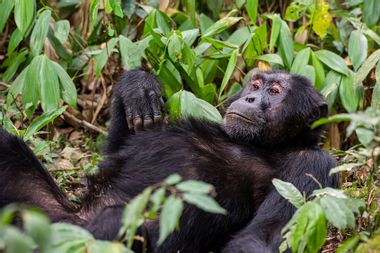Female chimpanzee (Common Chimpanzee, Pan troglodytes) is relaxing in the ground in the jungle in Kibale National Park in Uganda