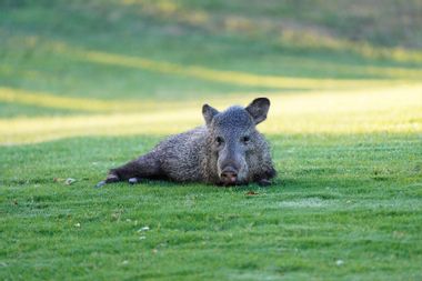 Collared Peccary or Javelina in the grass