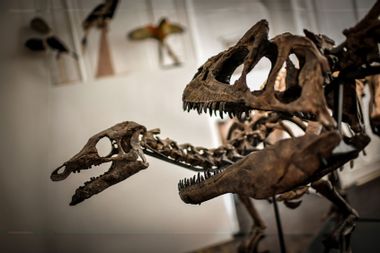 A Camptosaurus (L) and an Allosaurus skeletons are displayed on November 13, 2018 at the Artcurial auction house in Paris.