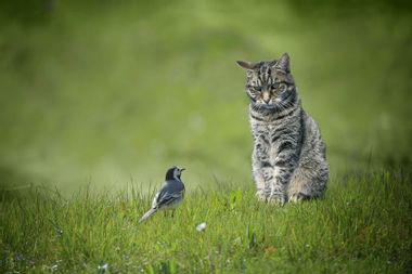 Small wagtail bird sitting in front of tabby cat in a green lawn