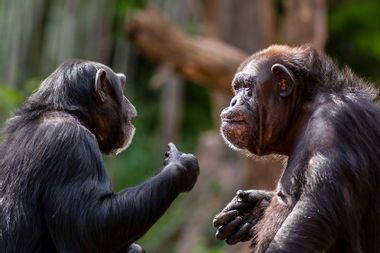 Two chimpanzees meeting with each other apparently having a discussion using hand gestures