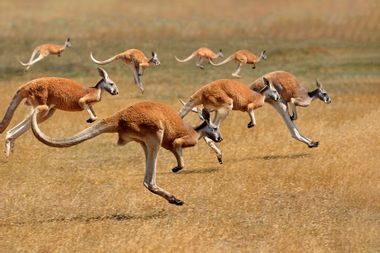 Kangaroos running 1253825174