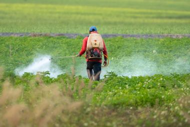 Farmer spraying pesticide on field