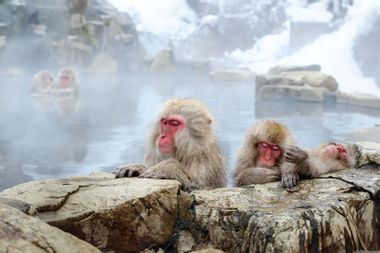 Japanese Macaque, also known as the Snow Monkey