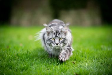 Maine coon cat hunting