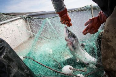 netting salmon