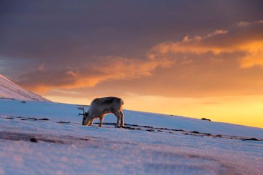Reindeer in Svalbard Norway