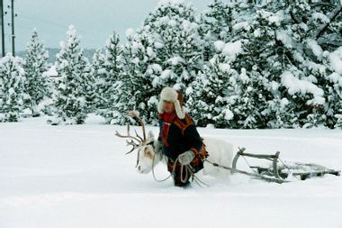 Sámi Man Pulling Reindeer on Sleigh Through Snow