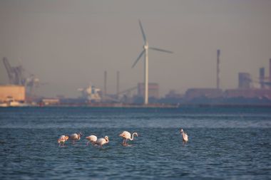 Flamingos; Wind Turbines