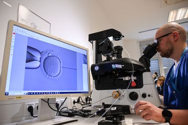 IVF cell laboratory fertilize egg