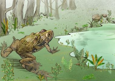 Image for Ancient frog had a belly full of eggs in oldest fossil discovery of its kind